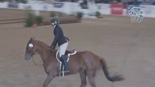 2019 Thoroughbred Makeover Finale: Show Hunter