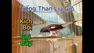 Tiếng Chòe Than Rừng Líu Giọng Gắt Cực Hay Kích Bổi Học Giọng | Bổi Câm Nhanh nổi | King Kacer