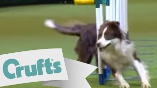 Exclusive Look at Large Breed Agility Winning Run | Crufts 2009