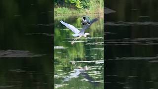 The sound of a great blue heron アオサギの鳴き声 #shorts