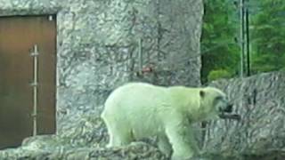 ポロロ　今週も元気です　シロクマ　ポロロ１８７（とくしま動物園）