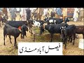 Faisalabad Bakra Mandi|New Update|FM Animals|03006698284|6•11•2024