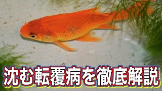 【金魚の飼い方】沈む転覆病の理解とケア方法