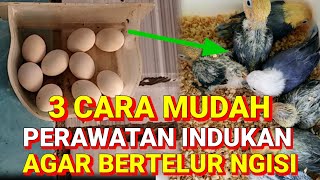 3 cara mudah perawatan indukan Lovebird agar cepat bertelur dan telurnya isi semua