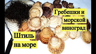 Штиль на море. Гребешки и морской виноград