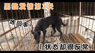 黑狼犬发情第3天，精神状态却过于异常，这究竟是啥情况？