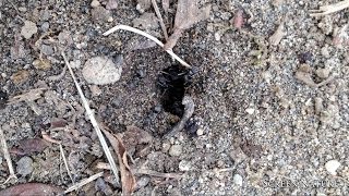 【昆虫】クロヤマアリ60分ノーカット 720p Ant 60min [Insect]