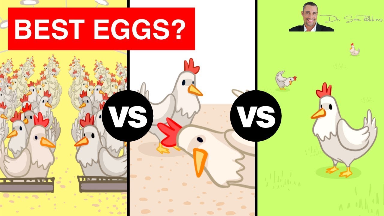 🥚 The Shocking Truth Between Free Range, Cage Free And Pasture Raised ...