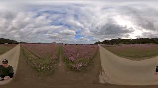 沖縄県名護市羽地のコスモス畑360°