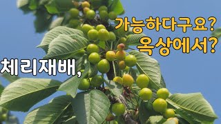 체리 #1, 옥상 나무화분에서 열매가 엄청!납니다!!