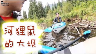 在金色梦境河 被河狸鼠挡住了去路 VLOG 369