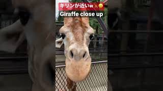 キリンを至近距離で見れて幸せです#short #キリン #giraffe #closeup #市原ぞうの国 #サユリワールド #zoo