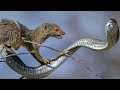 आखिर नेवला और सांप की कट्टर दुश्मनी क्यों होती है king cobra vs mongoose mongoose vs snake