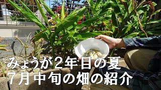 【家庭菜園】庭で栽培のミョウガ収穫できました！　夏野菜収穫　７月中旬の畑