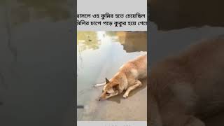 কুকুর যখন কুমির হতে চাই। #new #ফানি_ভিডিও #viralvideo #duet #video #love #shorts