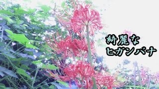 【逆光の赤い彼岸花(ヒガンバナ)】　4Kタイムラプス動画