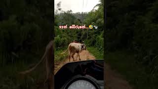 වෙලාවට ගහපු එක වැදුනෙ නෑ .හරකා 🤣🐄#what #how #cow #trending #viral #shorts