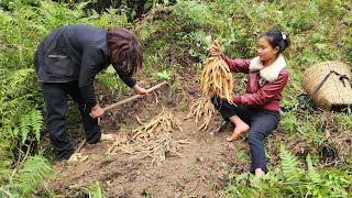 Poor boy and girl go together to dig wild radishes to sell, to earn extra income to build a new life