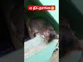 எல்லாரும் திரும்பி பாப்பாங்க😁🤣 animallover funnyanimals 😂