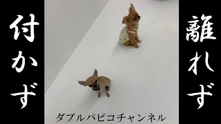 スムースチワワのパピコさん、もう一人のパピコちゃんとしつけ教室に行ってきました。