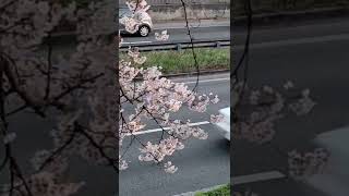 ❤Korea Telugu Vlogs❤Cherry blossom🌸🌸 2022 ..I Seoul U || South ✌🇰🇷🌼