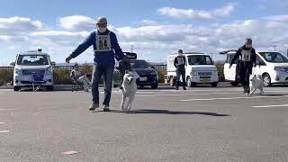 北海道犬協会 奥羽連合展覧会 若犬牡