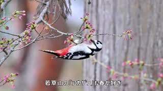 米川風土記