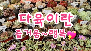 신세대다육 010 4105 9117 💕  다육이란~즐거움과 행복💕💕