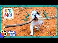 This Dog Won’t Give Up The Most Perfect Stick In The World | Dodo Kids | It’s Me!