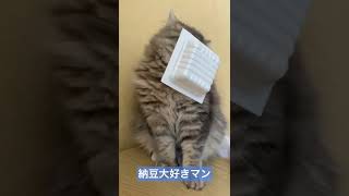 納豆が好きすぎる猫