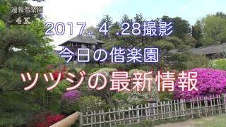 2017.4.28撮影　今日の偕楽園（ツツジの開花最新情報）4K