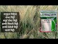 sw 23 wheat seed sw 23 wheat variety syngenta sw 23 wheat variety farming