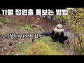 11월 정원을 돌보는 방법 | 국화 월동 | 노지월동 다년생 화초 | 구절초, 작약, 붓꽃, 차이브, 패랭이, 으아리, 클레마티스, 박하, 원추리 | 강원도 정원