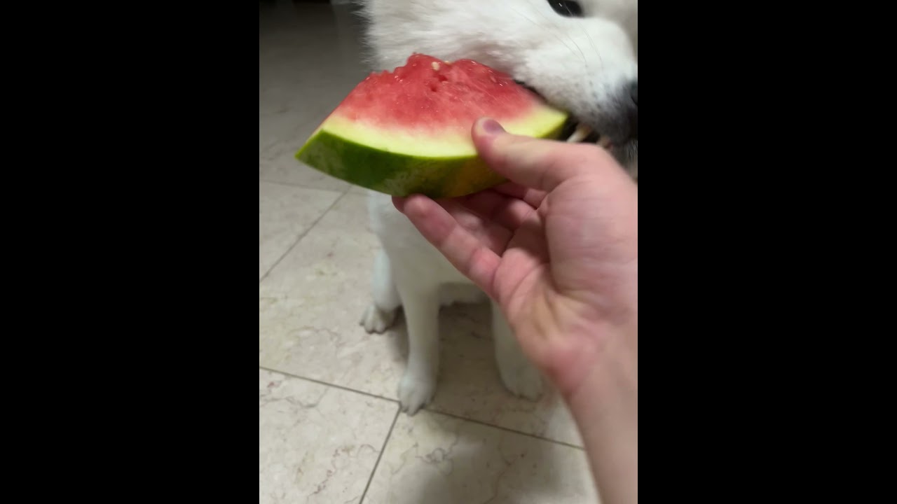 Dog Eats Watermelon Doggo Asmr Youtube