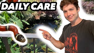 Daily Care for Nelson's Milk Snake and the Rest of My Animals!