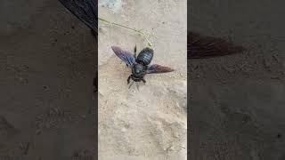 Violet Carpenter bee | Xylocopa violacea | May 10, 2023