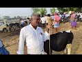 karimangalam cow market Dharmapuri district Biggest cow market in tamilnadu