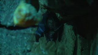 Protecting bats from extinction