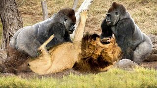 古典的な戦いのライオン、ゴリラの攻撃|驚くべき動物の攻撃-カメラで捕らえられた野生動物の戦い