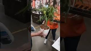 Buying a Beaucarnea Recurvata (Ponytail Plant from Guatemala)