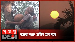 হেমন্তেই রাজশাহীতে চলছে খেজুরের রস সংগ্রহ | Rajshahi Dates Fruit business | Somoy TV