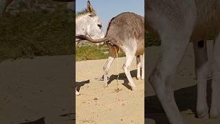 #donkey #gadha #pets #animals #youtube