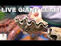 Live Giant Clam Sashimi | Okinawa Street Food