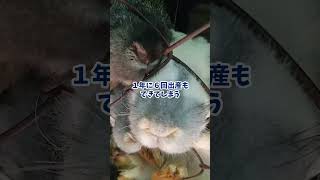 うさぎの雑学3選　④