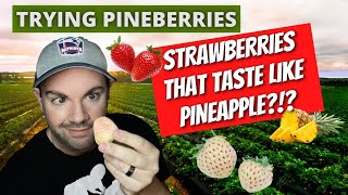 Do pineberries taste like pineapple, or strawberries? E78