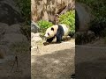 【超カワ】双子パンダのじゃれ合いその5～these giant panda cubs are playing with each other.