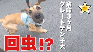 え！？回虫が出た！グレートデン子犬