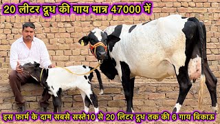 20000 में मिलेगी अच्छी गाय,10 से 20 लीटर दूध की 6 गाय बिकाऊ | Low Price High Quality Cows for sale