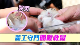 第5波疫情｜義工動物管理中心外攔截救鼠  至中午接收15隻倉鼠 #星島頭條 #SingTaoHeadline #第5波疫情 #倉鼠 #殺鼠令