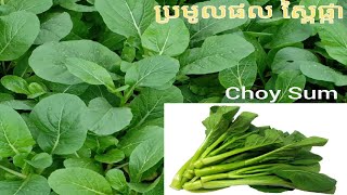 #Choy_Sum, #ប្រមូលផលស្ពៃផ្កា